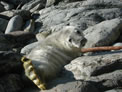 Seals can often be seen along Orkney's shores